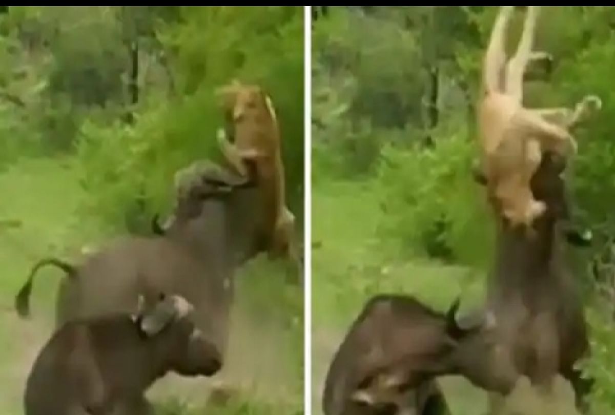 wild life video buffalo saved his friend life from lion by hurling up lion into the air