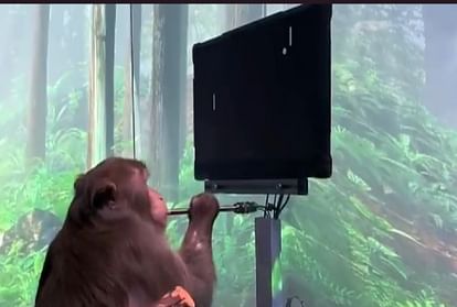 न्यूरालिंक ब्रेन चिप की मदद से बंदर गेम खेल रहा है