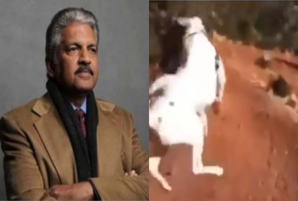 Anand Mahindra shared funny dog jumping video on twitter video goes viral