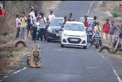सड़क पर बैठा दिखा बाघ