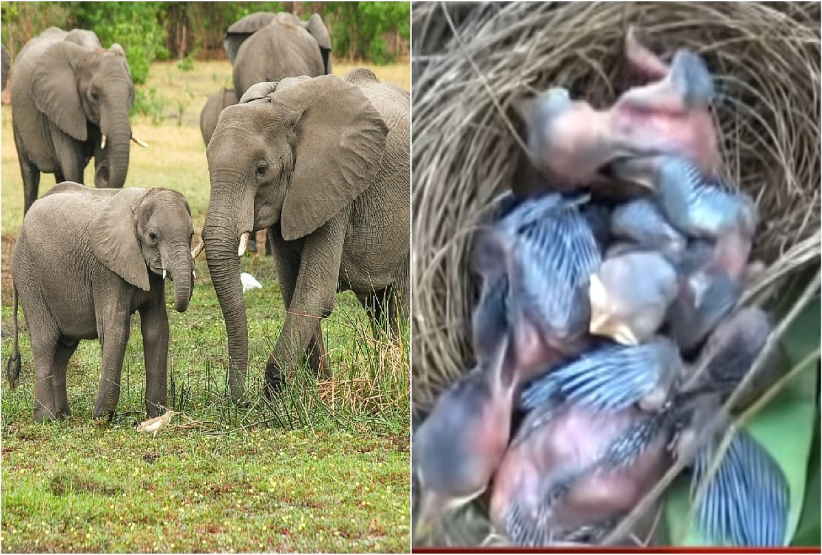 Viral Video Elephant destroyed over 300 banana trees leave one tree having a bird nest