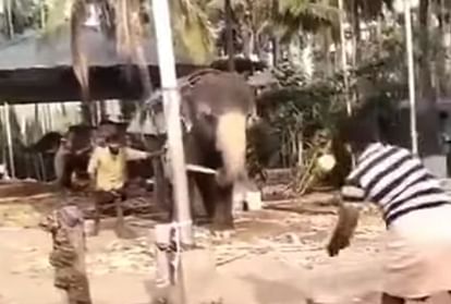 हाथी क्रिकेट खेलते हुए