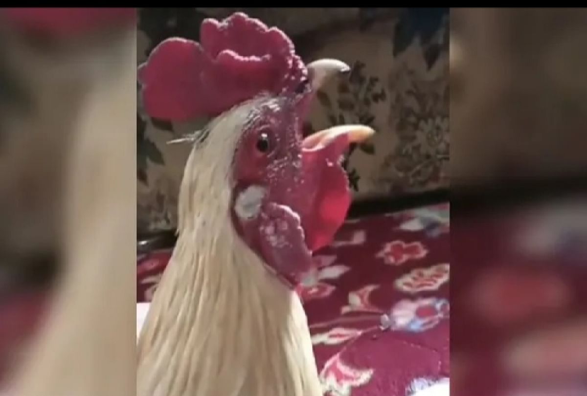 Rooster Shouted Allah Allah on the festive of Eid video goes viral