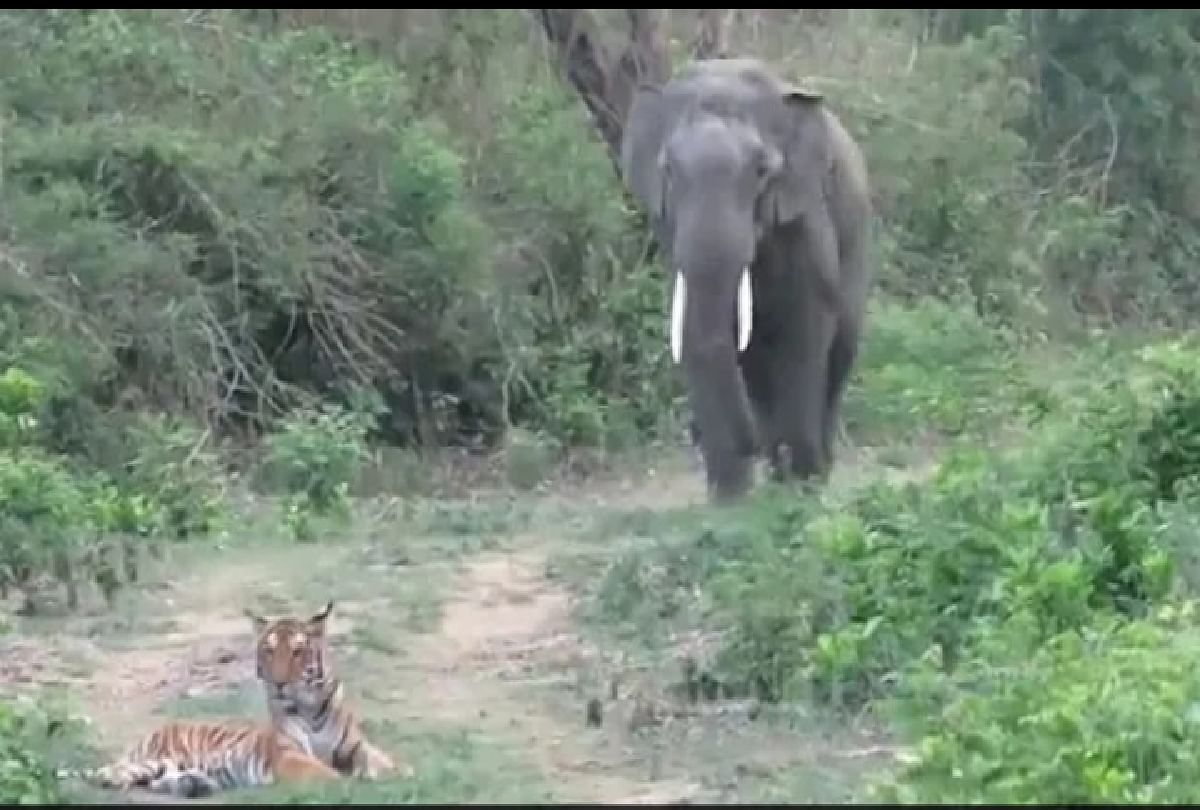 Tiger was resting on the road suddenly elephant came from the back what happened next see the viral video