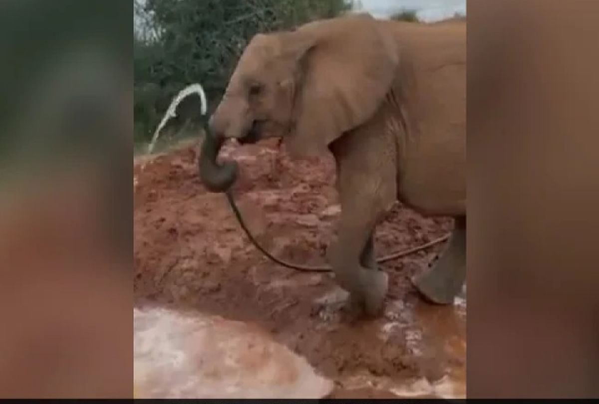 Elephant viral video Elephant drinking water in unique style video goes viral