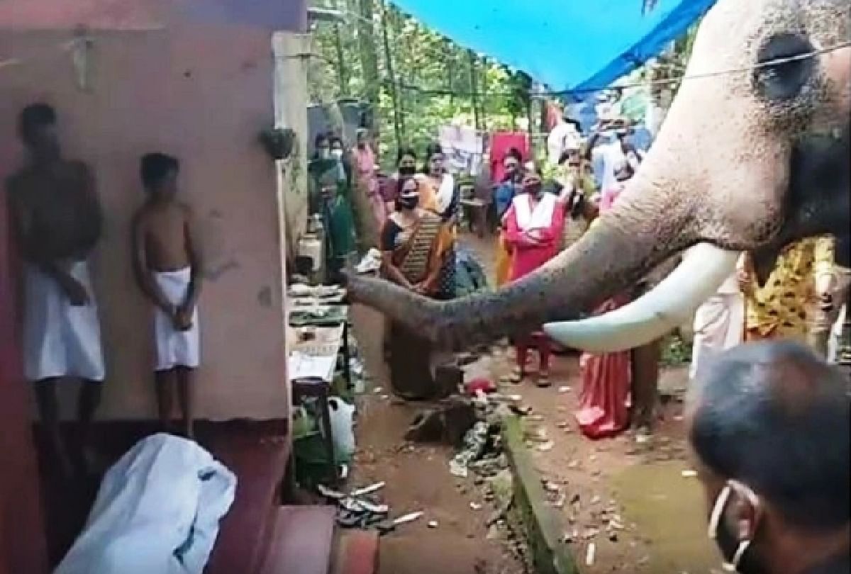 Kerala Elephant Brahmadathan gave tribute to his owner video is going viral on social media