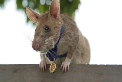 मगावा चूहा