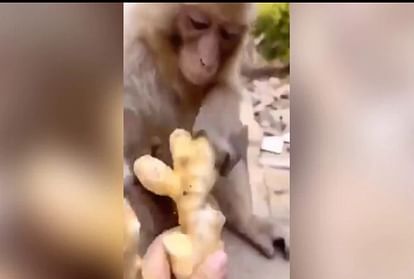बंदर अदरक खाते हुए