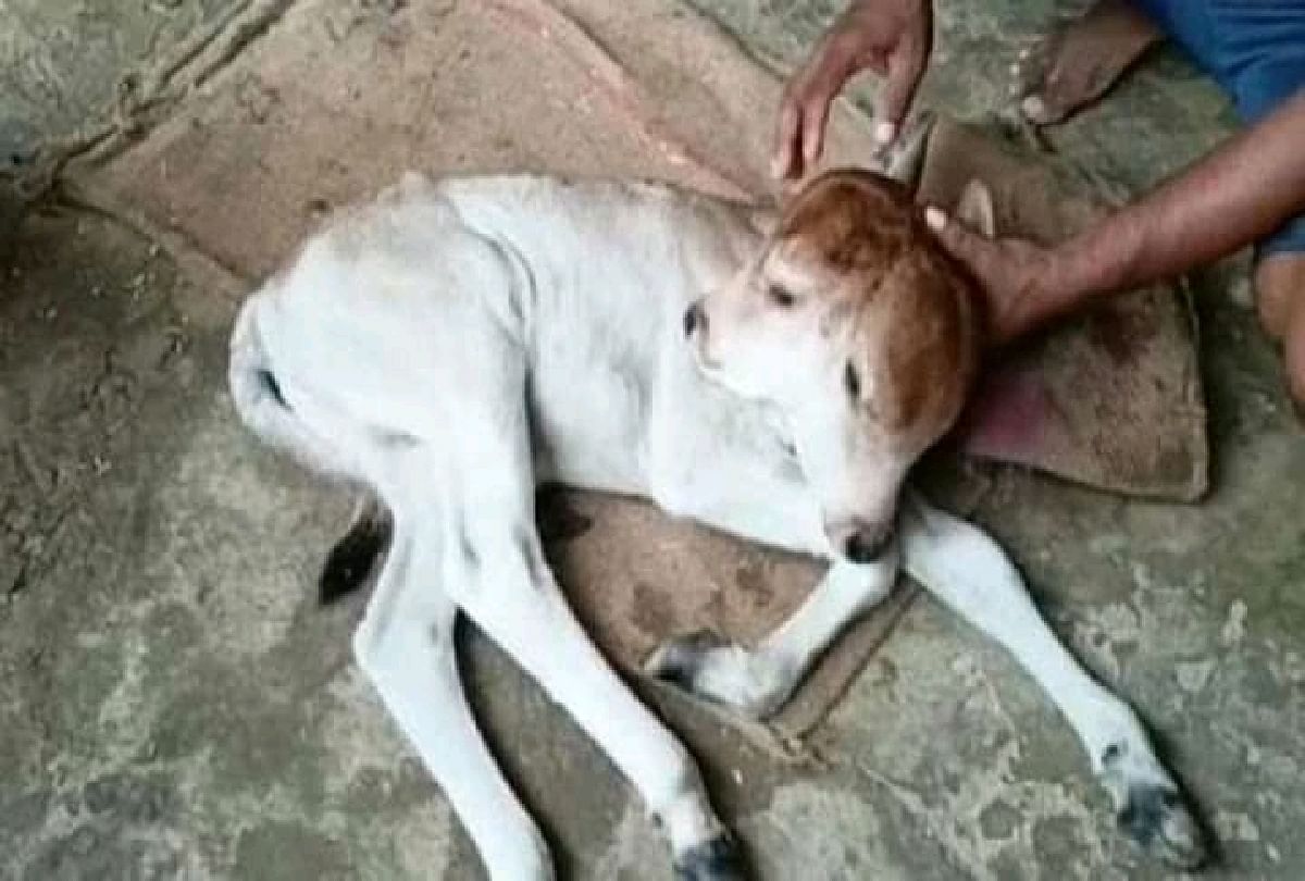 Uttar Pradesh Chandauli Cow gave birth to two headed calf people are shocked after seeing this