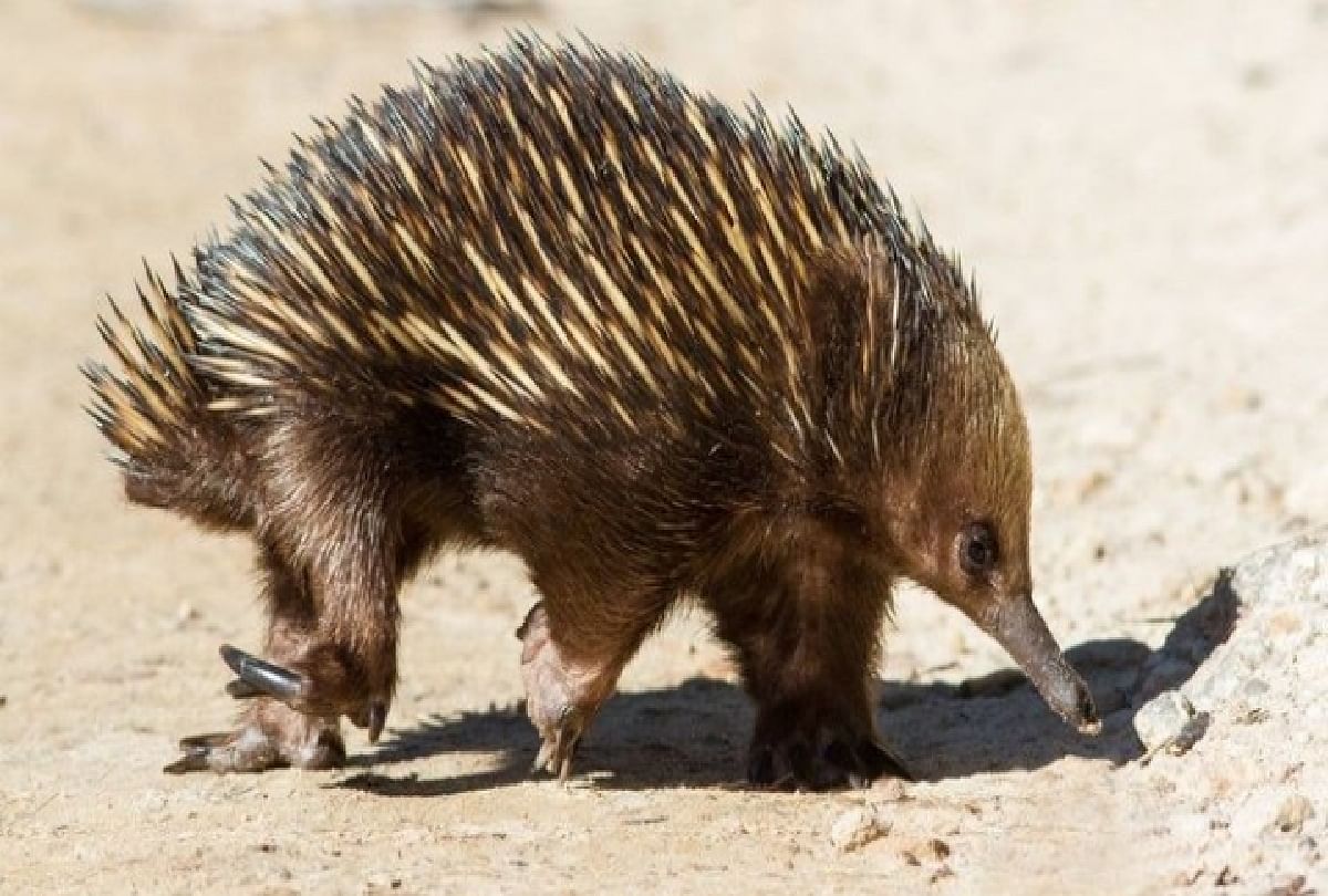 Mystery of 4 headed Echidnas penis has been solved