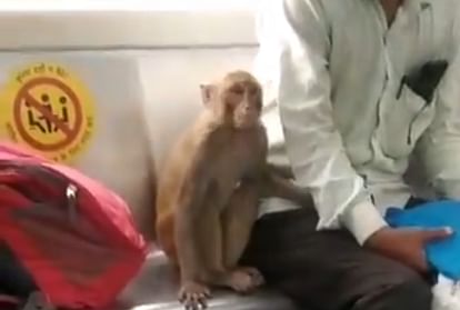 दिल्ली मेट्रो में बंदर
