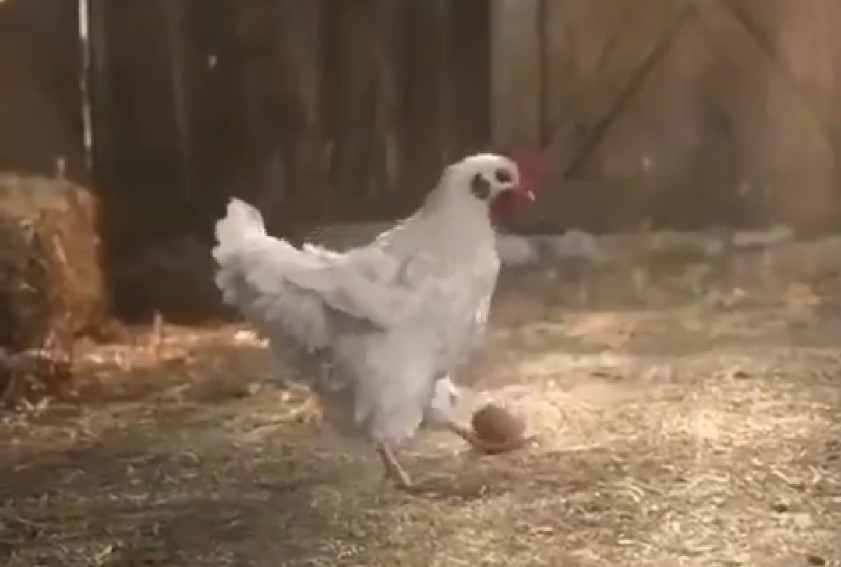Chicken did amazing stunt with an egg IPS officer gave epic reaction see video