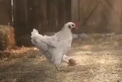 मुर्गा अंडे के साथ खेलता हुआ