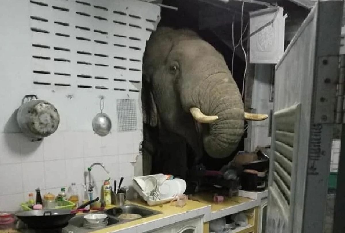 Thailand Hungry elephant breaks wall and enters in Kitchen video goes viral
