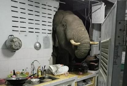 किचन में हाथी