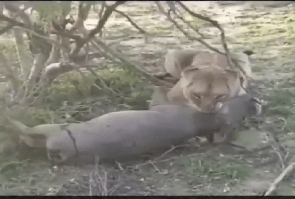 Viral video of a group of lionesses brutally attacking underground wild boar is trending on social media