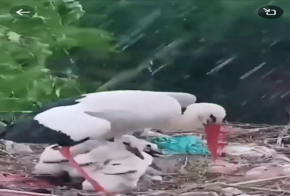 Watch this amazing video of a stork mother saving her children from the rain