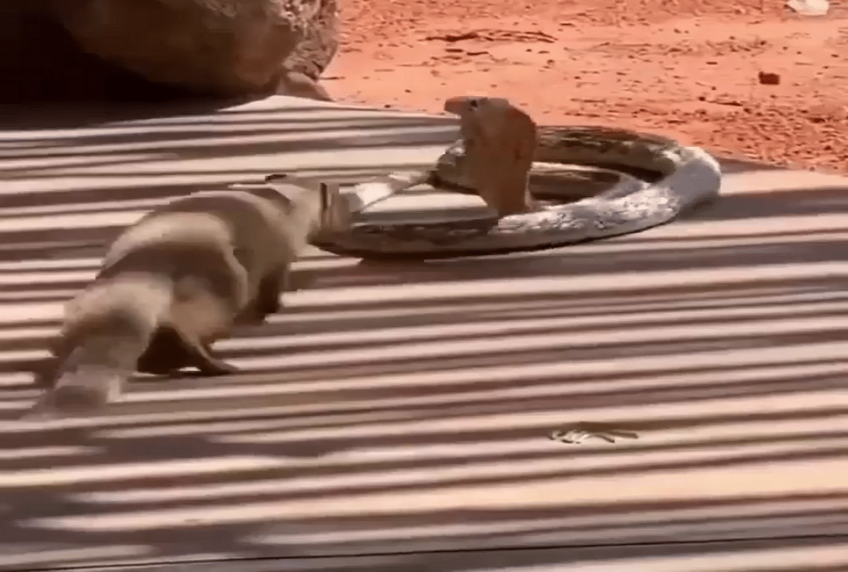 fight between snake and mongoose watch shocking viral video
