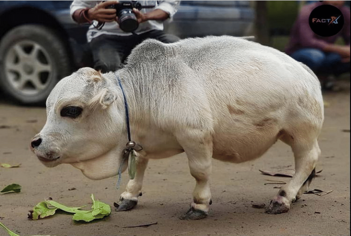 dwarf cow rani may be named in guinness book fo records as worlds smallest cow from bangladesh