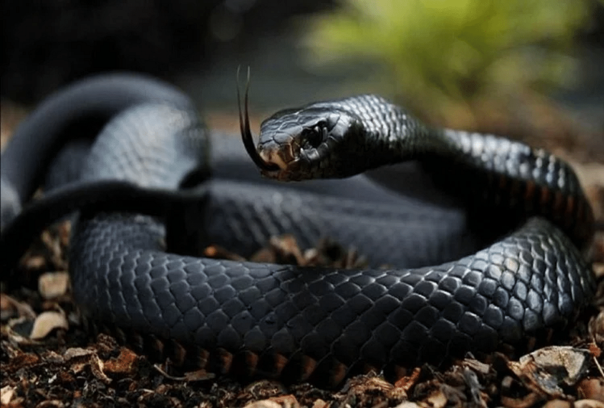 5 most poisonous snake in the world