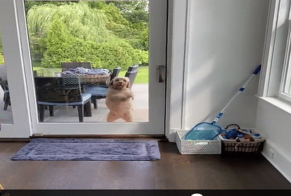 Dog try to open door