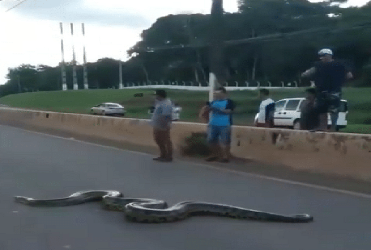giant anaconda crosses busy road shocking video goes viral
