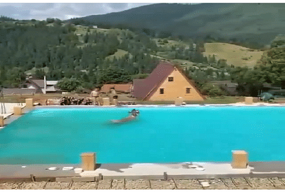 Cow in swimming pool