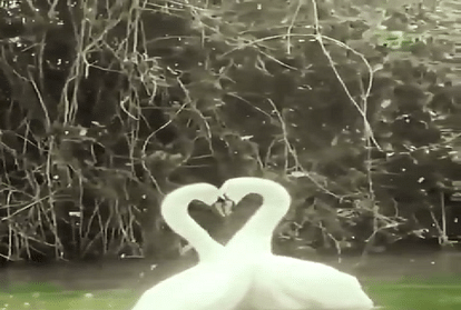 Swan love video