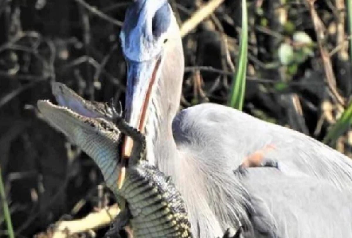 Shocking Photo Heron eats Crocodile in Florida photo is going viral on social media