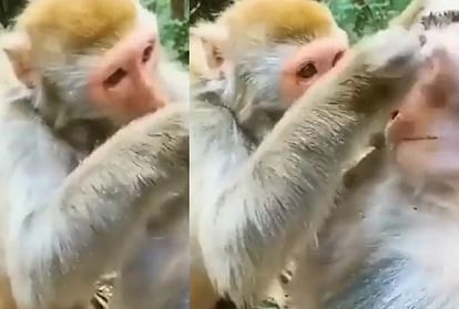 इंटरनेट पर वायरल हुआ ब्यूटीशियन बंदर का मेकअप वीडियो