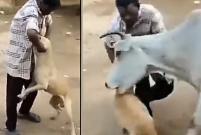 कुत्ते को परेशान कर रहे व्यक्ति को गाय ने दी सजा
