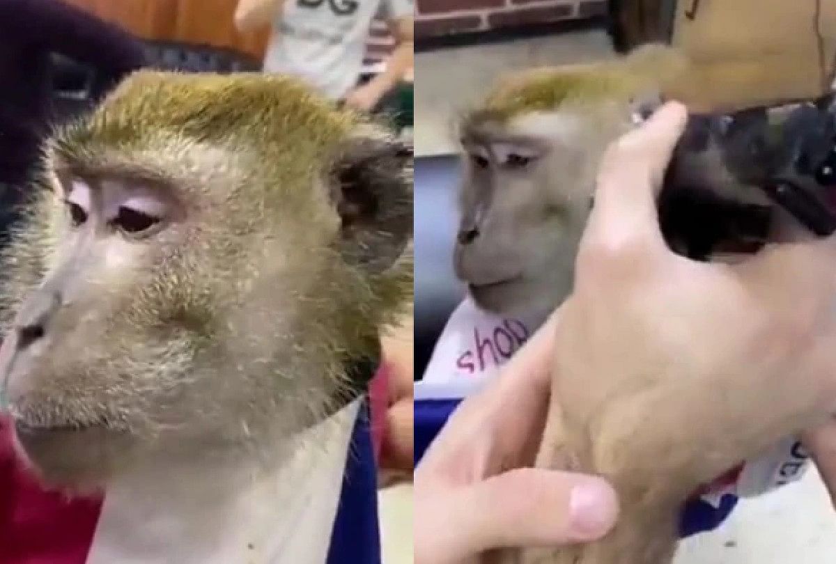 monkey cut his beard with trimmer in salon video goes viral