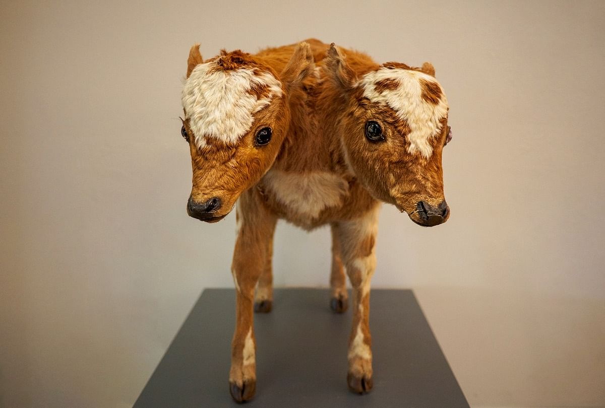 calf born with two headed in brazil you know its story strange