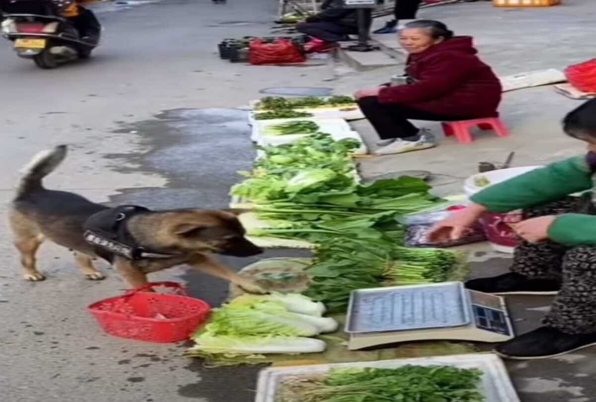 the dog goes to buy vegetables to the shop for its owner video viral goes on social media