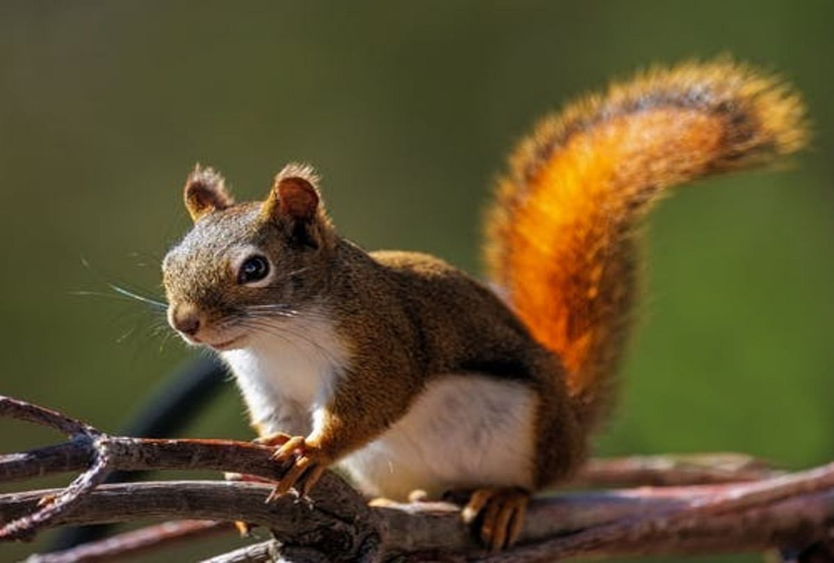 a bloody squirrel attacked and injured many people a woman has been captured and killed
