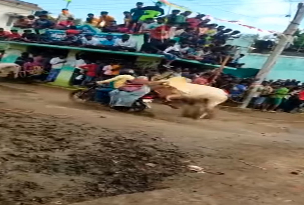 Viral Video bull hit such dangerous collision woman flew in the air video goes viral on social media