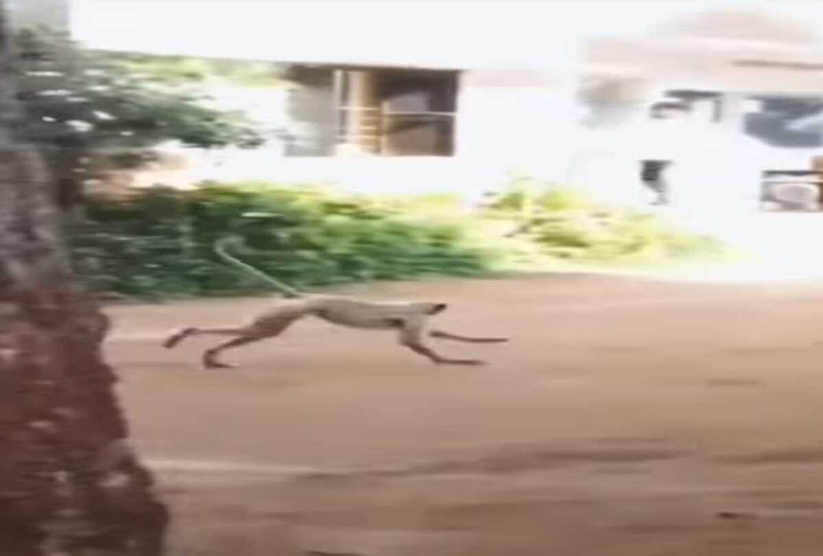 Girl was standing in school ground then a monkey attacked from behind watch this viral video