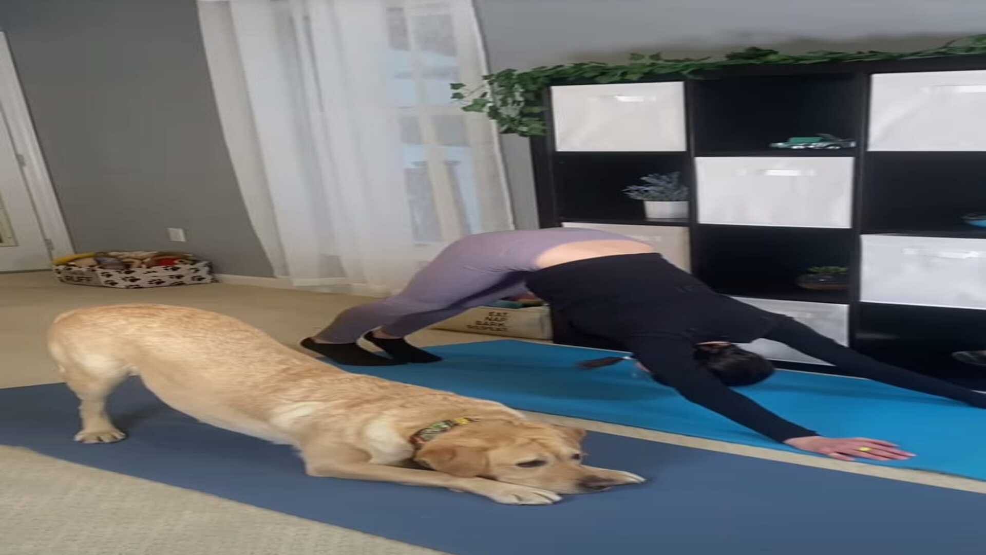 Viral News Talented dog does yoga after seeing the yoga teacher watching this viral video