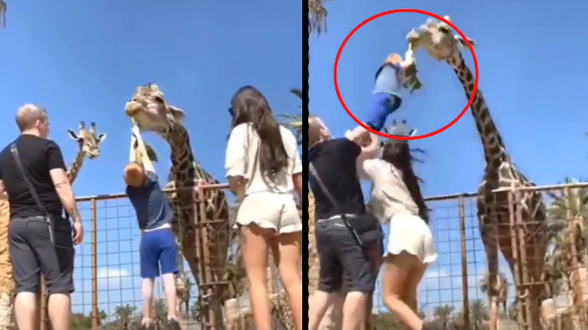 Feeding the giraffe was heavy on the child you will be stunned by watching this Shocking Video