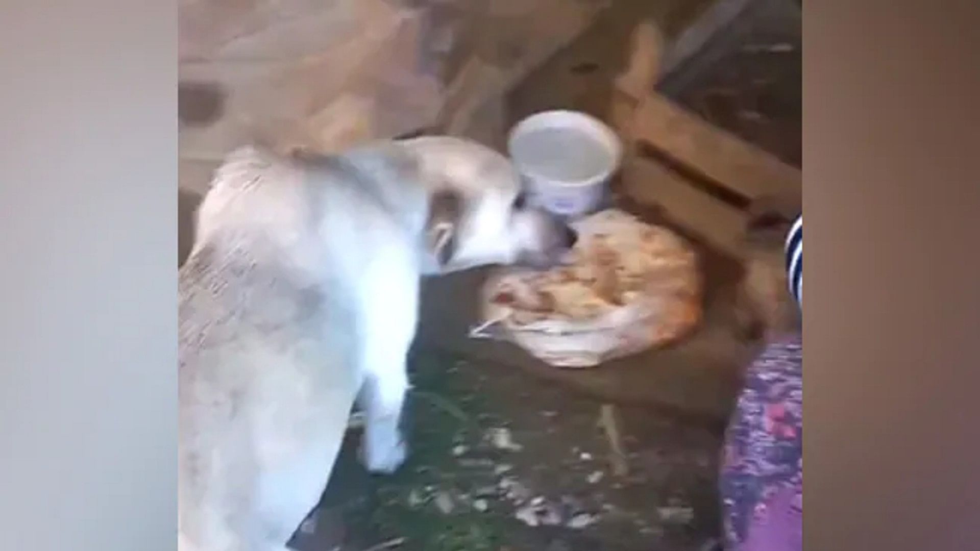 When woman gave food to the Puppies the mother dog thanked her like this