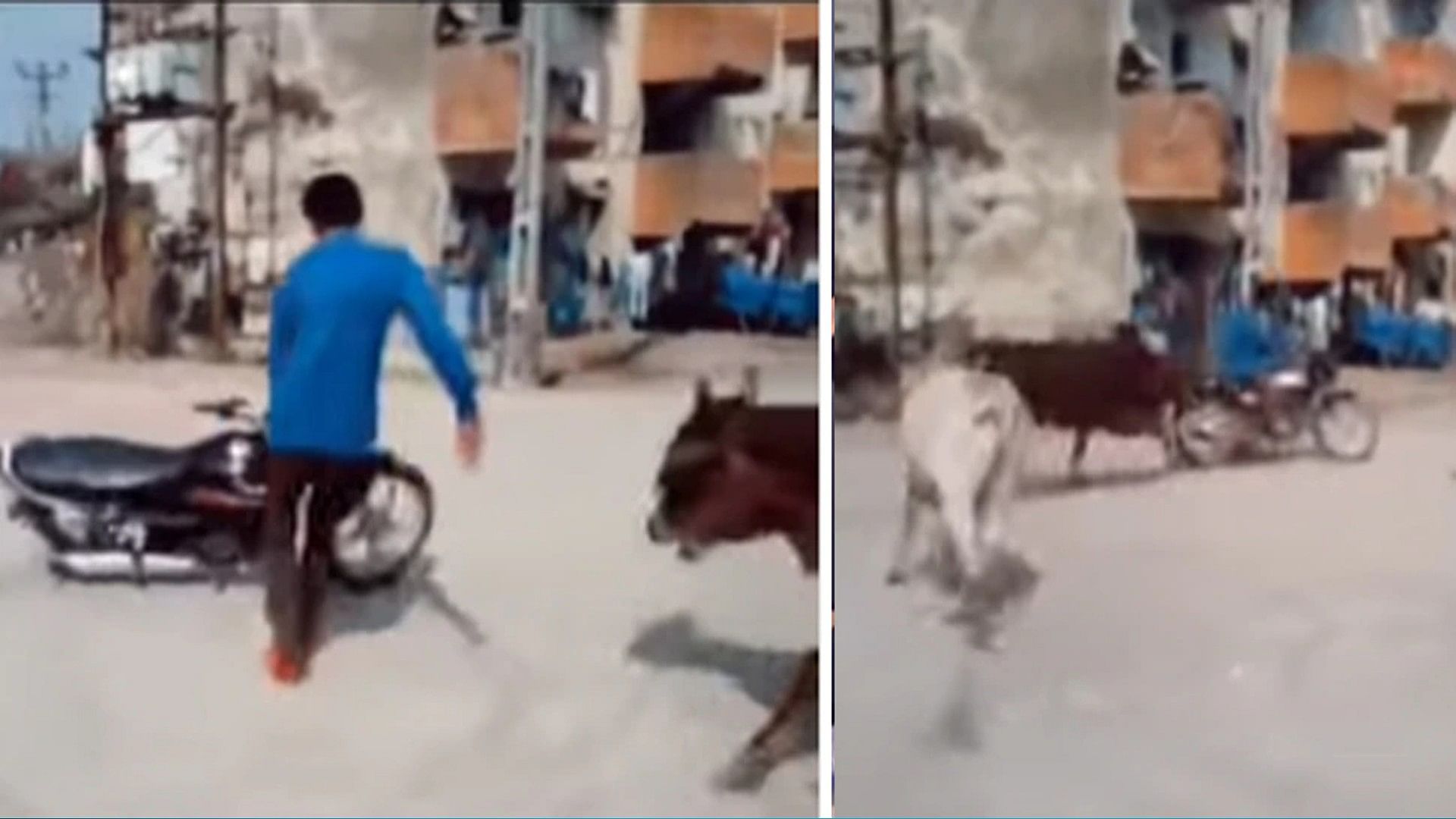 A boy was doing stunts with a bike on the middle of road suddenly a herd of bulls came