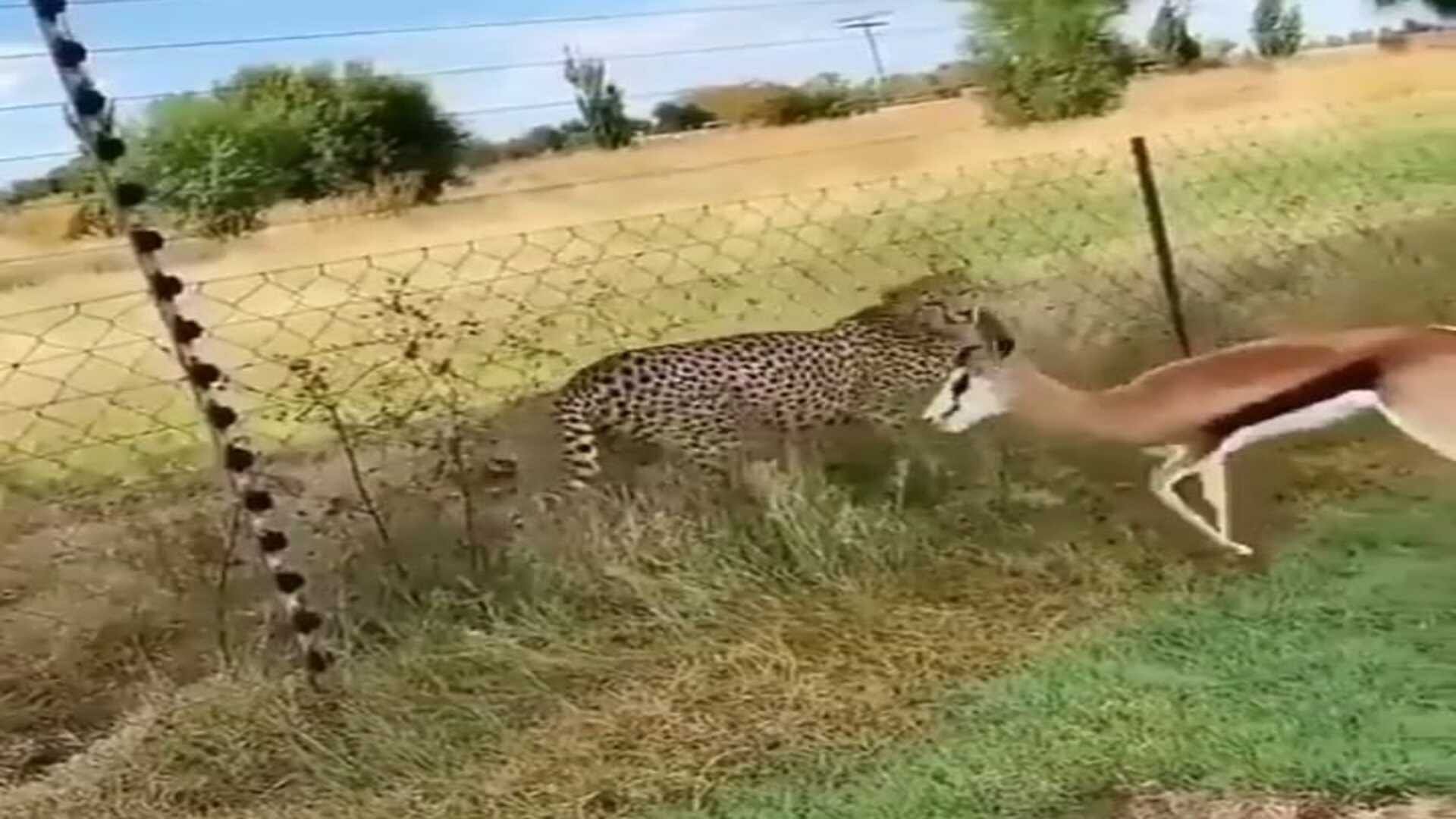 Tiger tried to hunt deer but failed due to fence watch this viral video