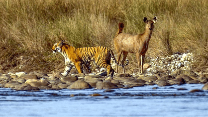 Tiger And Deer Photo