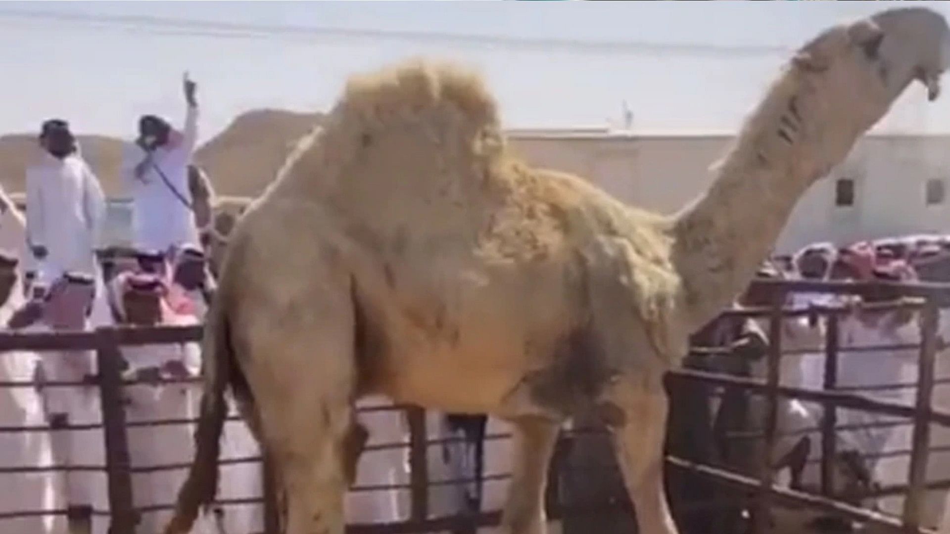 world's most expensive camel sold for 14 crores know the specialty of this camel