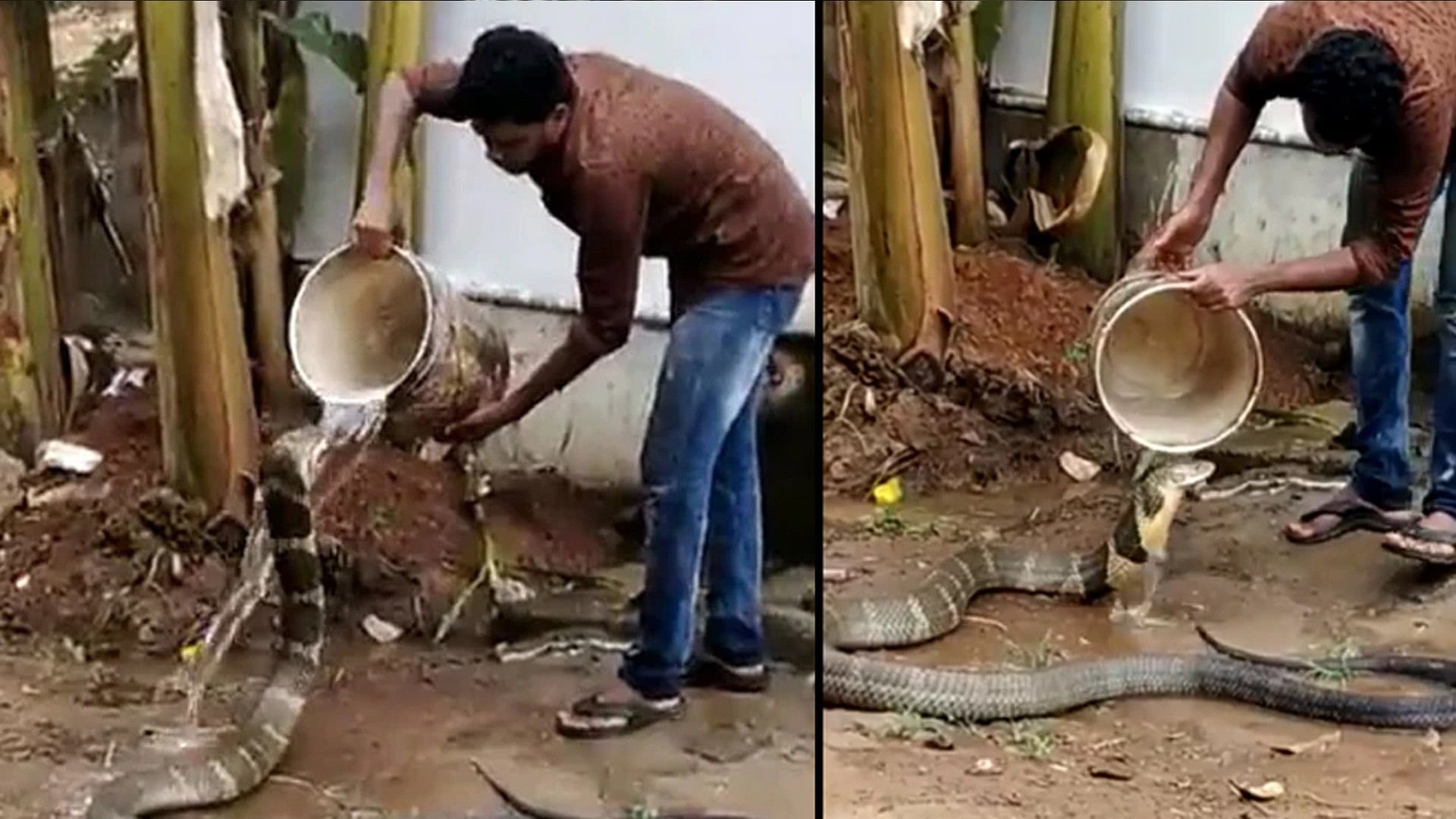Man poured water on king cobra sitting under tap video goes viral on social media