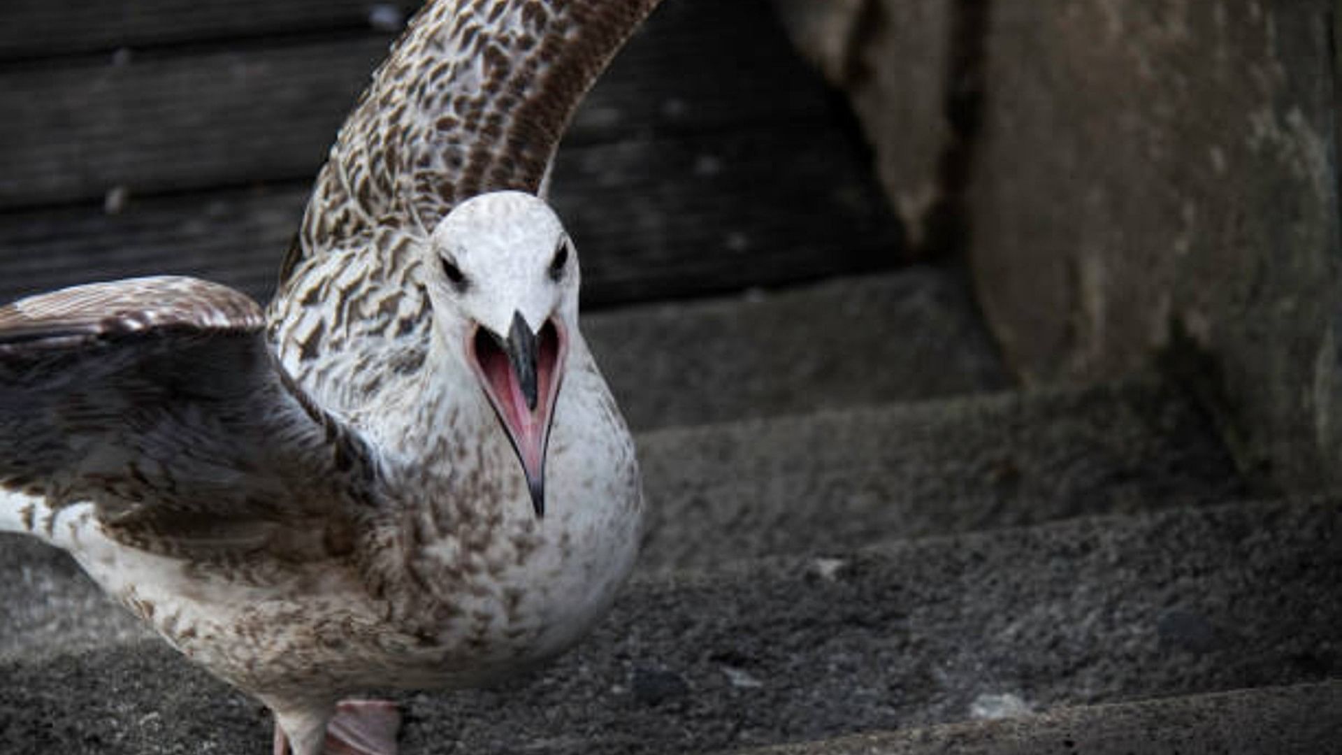 a dreaded seagull swallowed a live rabbit You will get goosebumps after watching the video