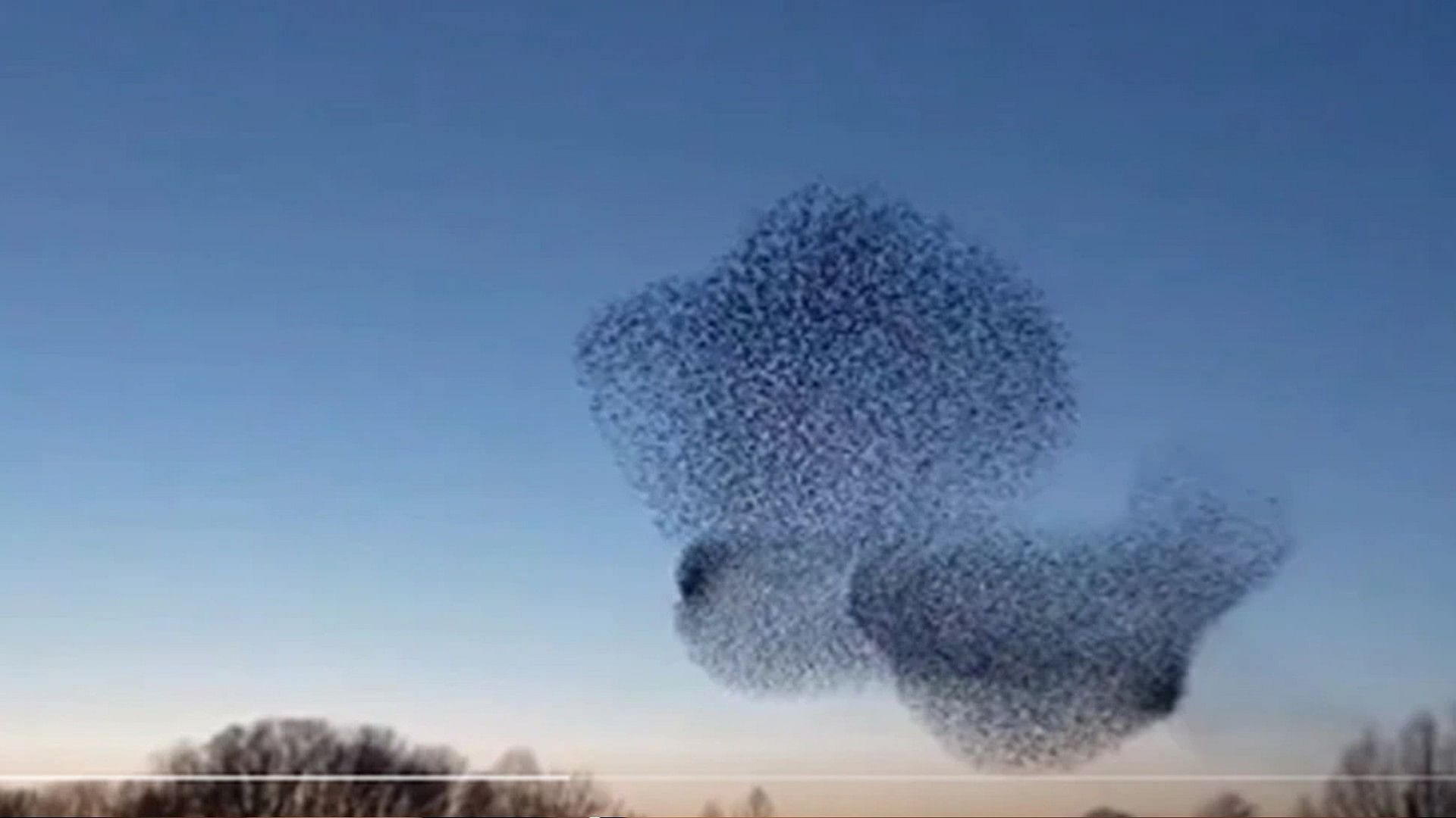 Birds made such a beautiful picture in the sky video is going viral on social media