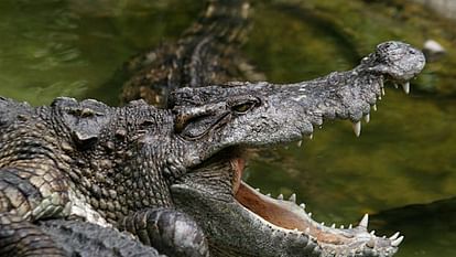 Crocodile Python Fight Video: खूंखार शिकारी के चंगुल से बच निकला अजगर