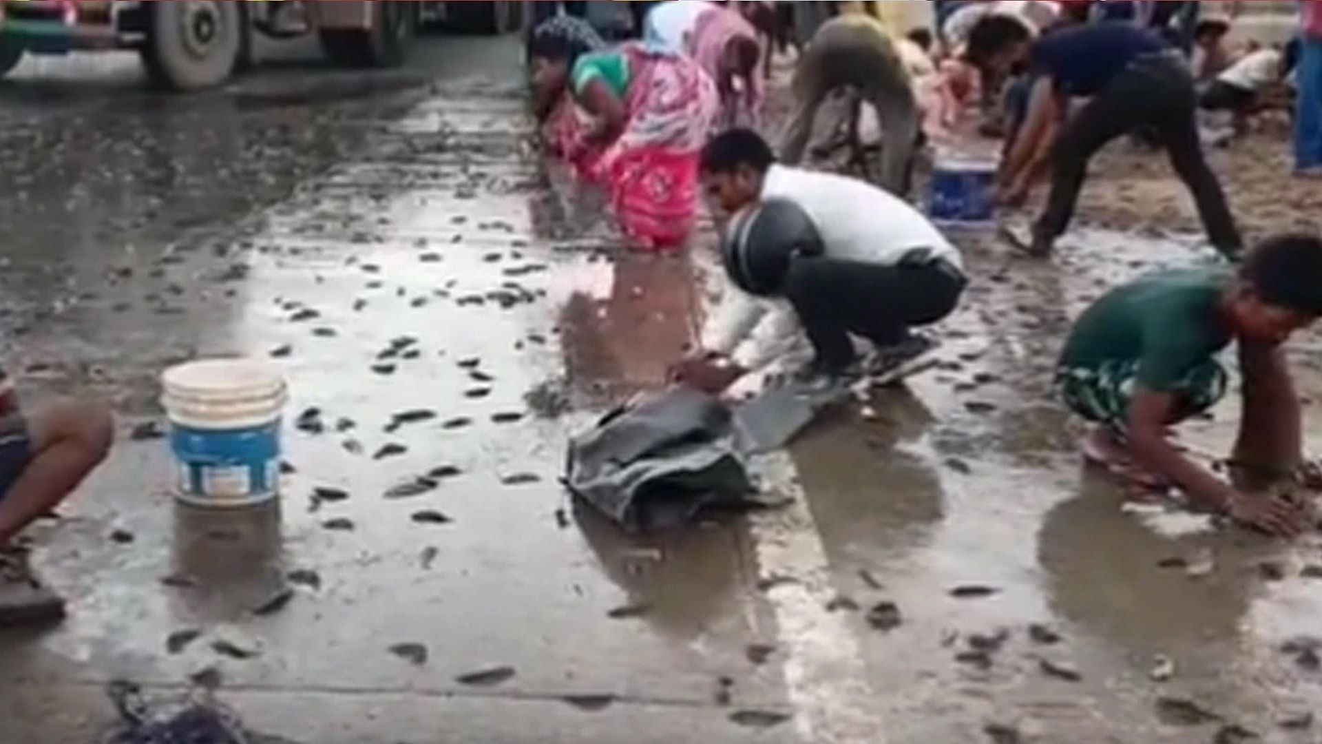 Fish Rain Viral Video Bihar people were surprised to see the rain of fish on the road