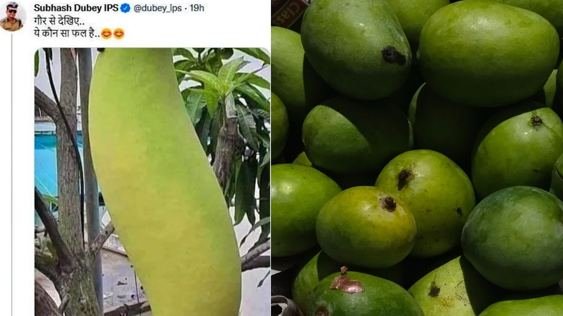 Senior IPS Officer Trolled On Twitter after tweeted a mango photo asked what is this fruit